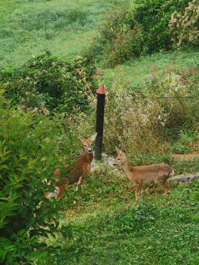 Ferienwohnung Im Nationalpark Gesaeuse Hieflau المظهر الخارجي الصورة